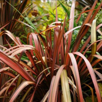 Phormium tenax Pink Panther - New Zealand Flax