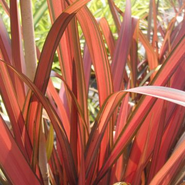 Phormium tenax Rainbow Maiden - New Zealand Flax