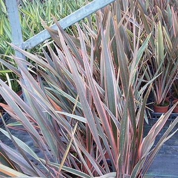Phormium tenax Rainbow Queen - New Zealand Flax