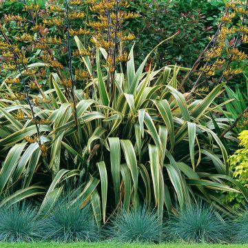 Phormium tenax Variegatum - Lin de Nouvelle-Zélande