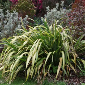 Phormium (x) tenax Yellow Wave