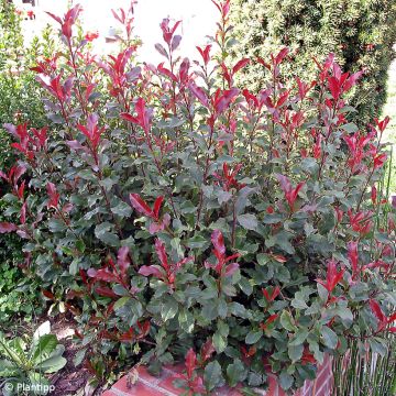 Photinia fraseri Corallina - Christmas Berry
