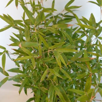 Phyllostachys atrovaginata Green Perfume - Medium Bamboo