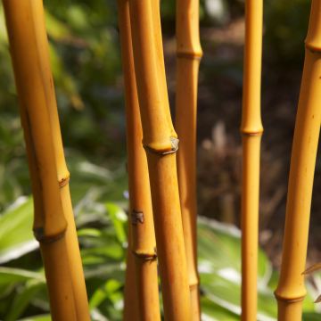 Golden Bamboo - Phyllostachys aurea