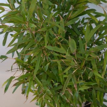 Phyllostachys humilis - Bamboo