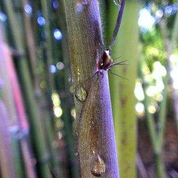 Phyllostachys nigra Megurochiku - Black Bamboo