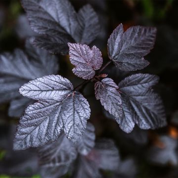 Physocarpus opulifolius Black Light - Ninebark