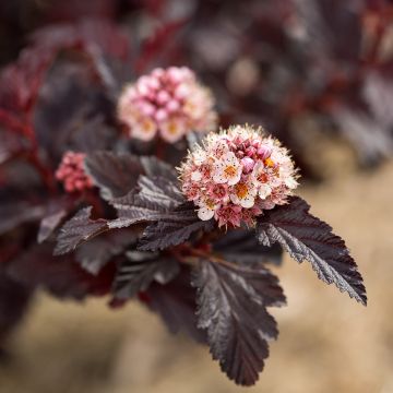 Physocarpus opulifolius Fireside 'UMN Harpell' First Editions® - Ninebark