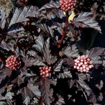 Physocarpus opulifolius Panther - Ninebark