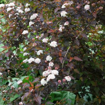 Physocarpus opulifolius Red Baron - Ninebark