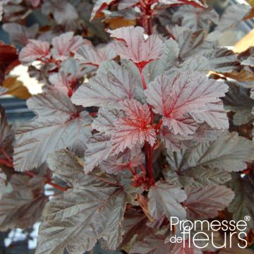 Physocarpus opulifolius Rubella - Ninebark