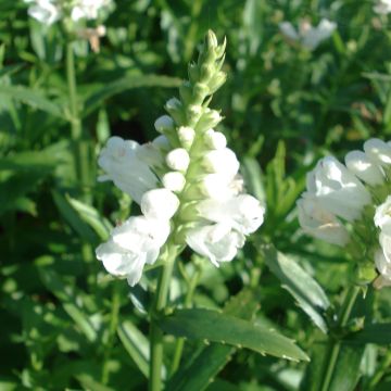 Physostegia virginiana Miss Manners - Obedient Plant