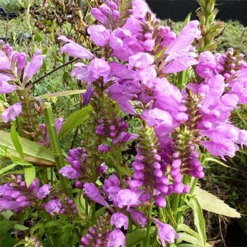 Physostegia virginiana Red Beauty - Obedient Plant