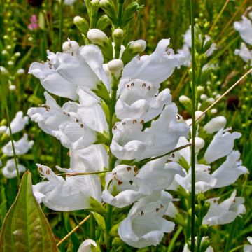Physostegia virginiana Summer Snow - Obedient Plant