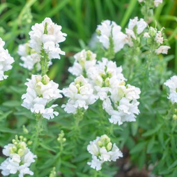 Physostegia virginiana Summer Snow - Cataleptique blanche