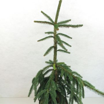 Picea abies Aarburgh - Norway Spruce