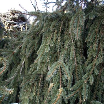 Picea abies Inversa - Norway Spruce