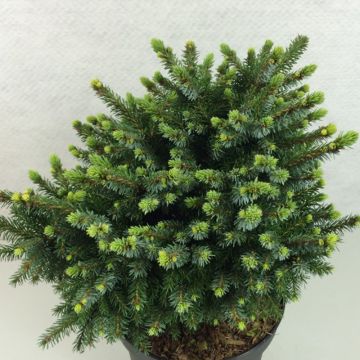 Picea omorika Beskid - Serbian Spruce