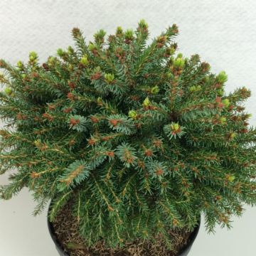 Picea omorika Treblitsch - Serbian Spruce