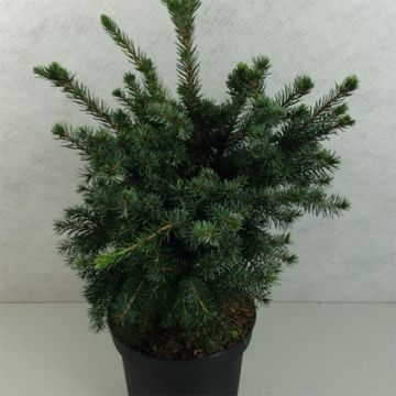 Picea omorika Wodan - Serbian Spruce