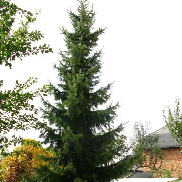 Picea omorika Nana - Serbian Spruce