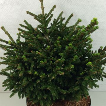 Picea orientalis Barnes - Caucasian Spruce