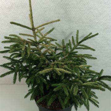 Picea orientalis Silver Seedling - Caucasian Spruce
