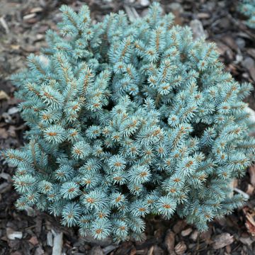 Picea pungens Tokarz - Blue spruce