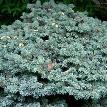 Blue Spruce - Picea pungens Glauca Globosa