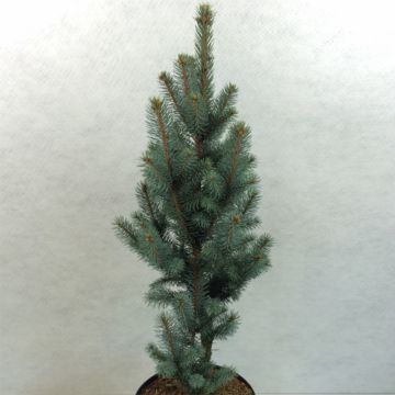 Picea pungens Iseli Fastigiate - Blue Spruce