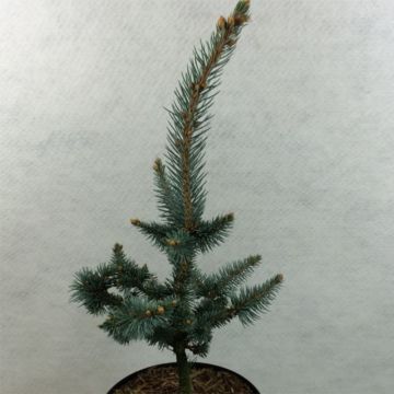 Picea pungens Iseli Foxtail - Blue Spruce