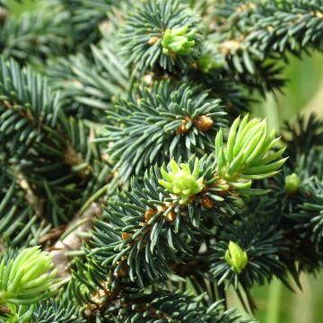 Picea pungens Sonia - Blue Spruce