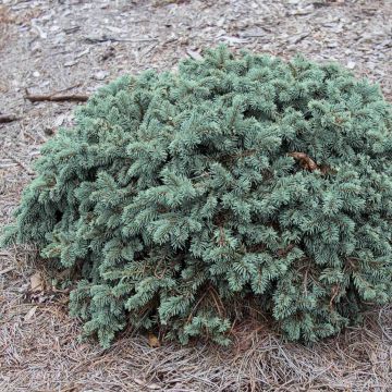 Picea pungens Waldbrunn - Blue Spruce