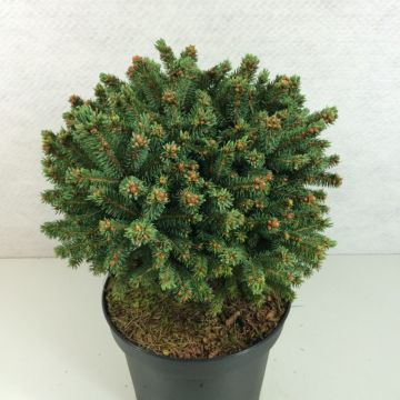 Picea rubens Grandfather Mountain - Red Spruce