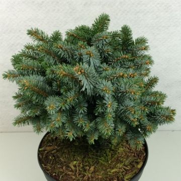 Picea sitchensis Rom - Sitka Spruce