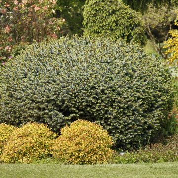 Picea sitchensis Tenas - Sitka spruce