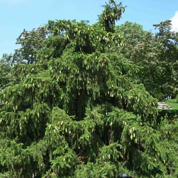 Picea abies Acrocona - Norway Spruce