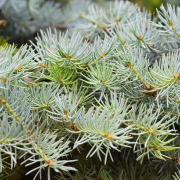 Picea abies Eagle Point - Norway Spruce