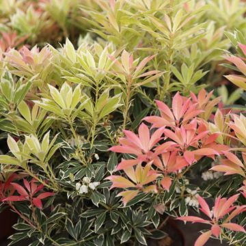 Pieris japonica Flaming Silver - Japanese Andromeda