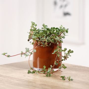 Pilea glaucophylla Greyzy - Silver sparkle plant