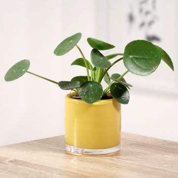 Pilea peperomioides  - Plante à monnaie chinoise, Piléa à feuille de peperomia - Chinese Money Plant, UFO Plant, Pancake Plant