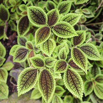 Pilea ovalis Moon Valley