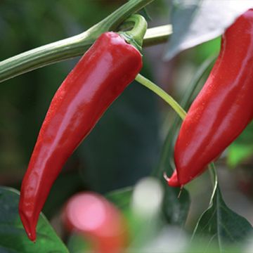 Organic Gorria Pepper plugs - Capsicum frutescens