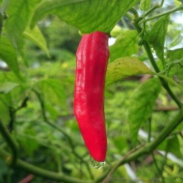 Pepper Provence Lollipop - Capsicum annuum
