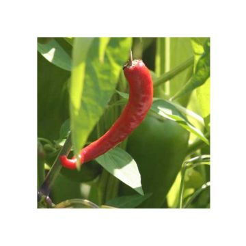 Cayenne Pepper plants - Capsicum frutescens