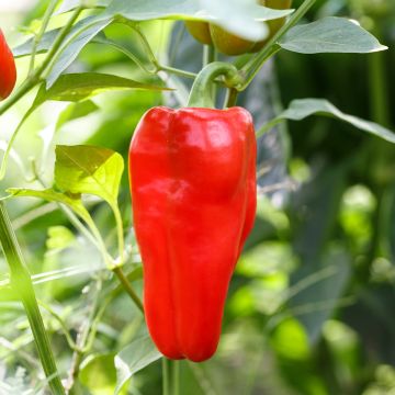 Pepper Doux d'Espagne - Capsicum annuum
