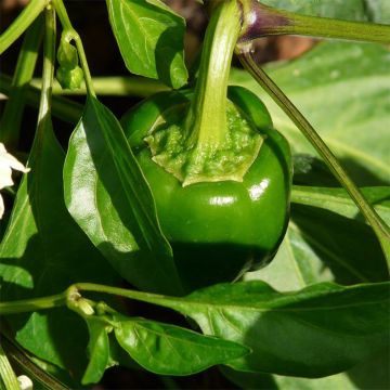 Pepper Doux d'Espagne - Capsicum annuum