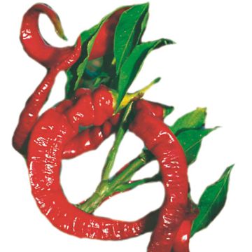 Sweet pepper Très Long des Landes plants - Capsicum annuum