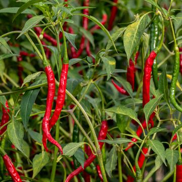 Sweet Pepper Doux des Landes