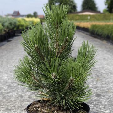 Pinus heldreichii Malinkii